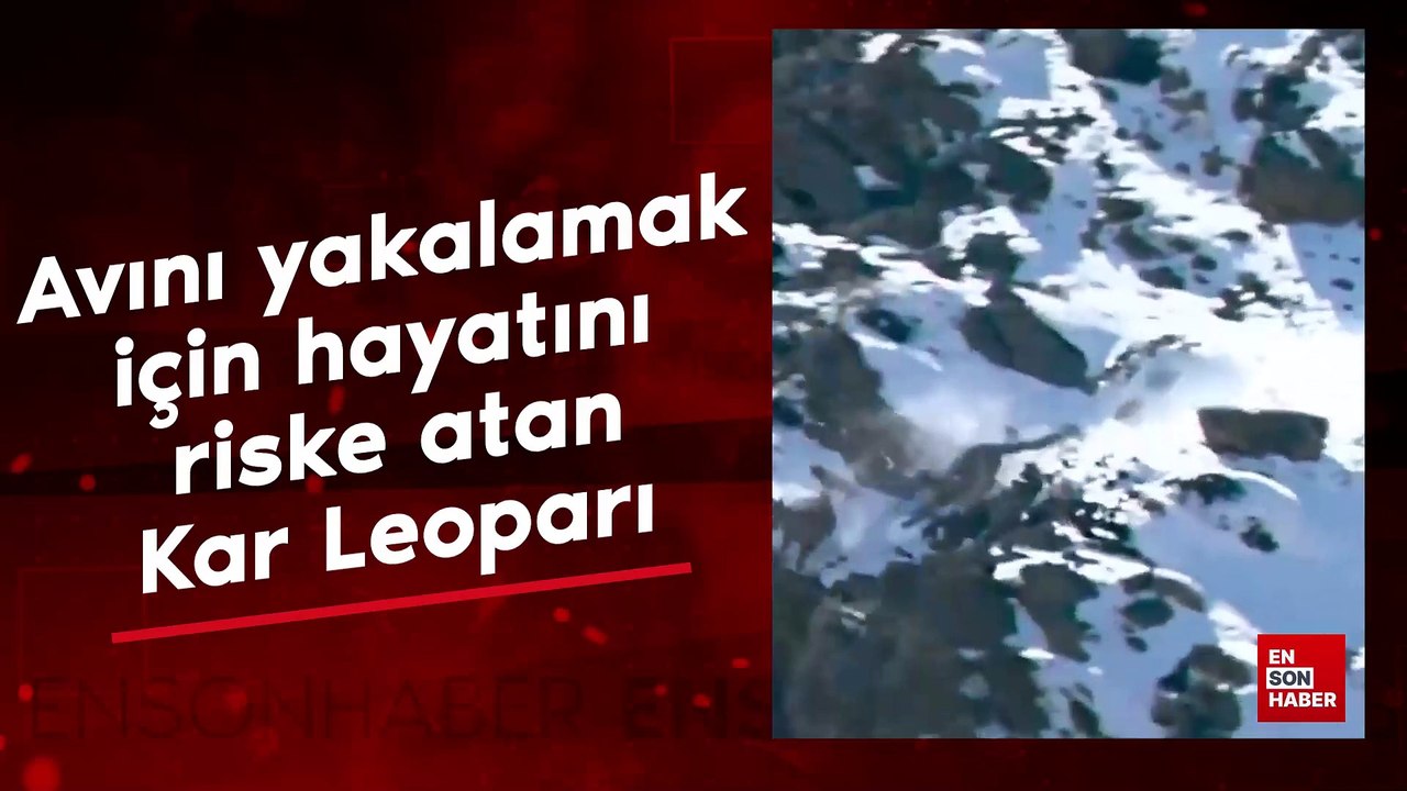 Avını yakalamak için hayatını riske atan bir Kar Leoparı