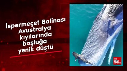 İspermeçet Balinası Avustralya kıyılarındaki sığ sulardaki boşluğa yenik düştü