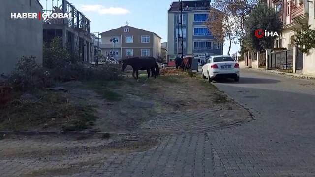 Tekirdağ sokaklarında dolaşan başıboş atlar hayrete düşürdü