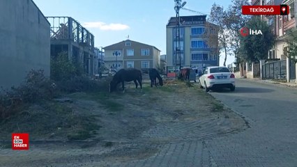 Tekirdağ sokaklarında başıboş atlar görüntülendi