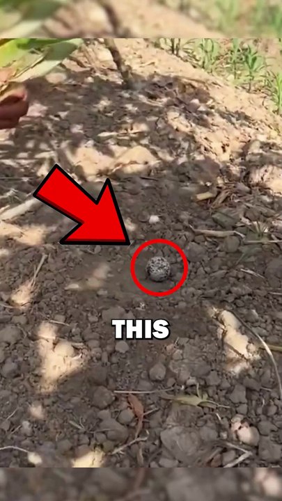 ROADRUNNER EGG! #animals #animalstories #pets #cuteanimals #cute #animalrescue