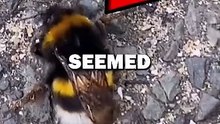 RESCUING BEE! #shorts #animals #animalstories #pets #cute #animalrescue