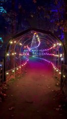 Springfields Winter Wonderland Walk 2024