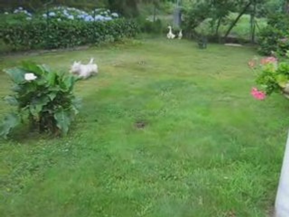voyou au jardin