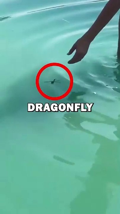 RESCUING DRAGONFLY! #shorts #animals #animalstories #cute #animalrescue