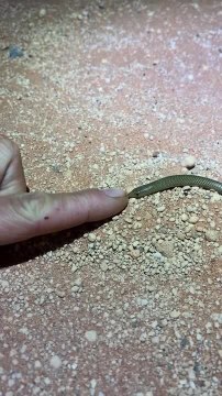 Person Nose Boops Australian Wild Animals