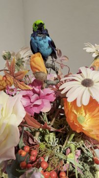 Antica Namur: l'oiseau chanteur, une boîte à musique sur le marché d'Antica