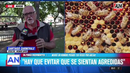 Rosario: un hombre murió picado 150 veces por abejas