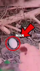 HATCHING RARE EGG! #animals #animalstories #pets #cute #animalrescue