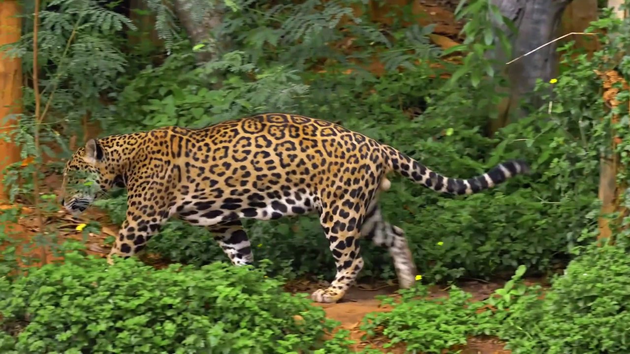 Bornéu Selvagem: Segredos da Maior Ilha Tropical do Mundo