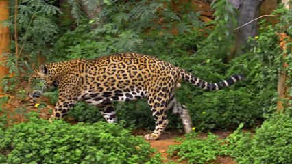 Bornéu Selvagem: Segredos da Maior Ilha Tropical do Mundo