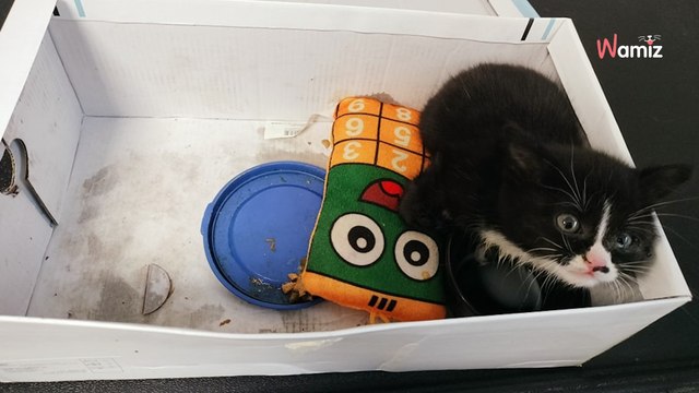 Alsace : un refuge découvre une boîte en carton perchée sur sa boîte aux lettres avec l'impensable à l'intérieur