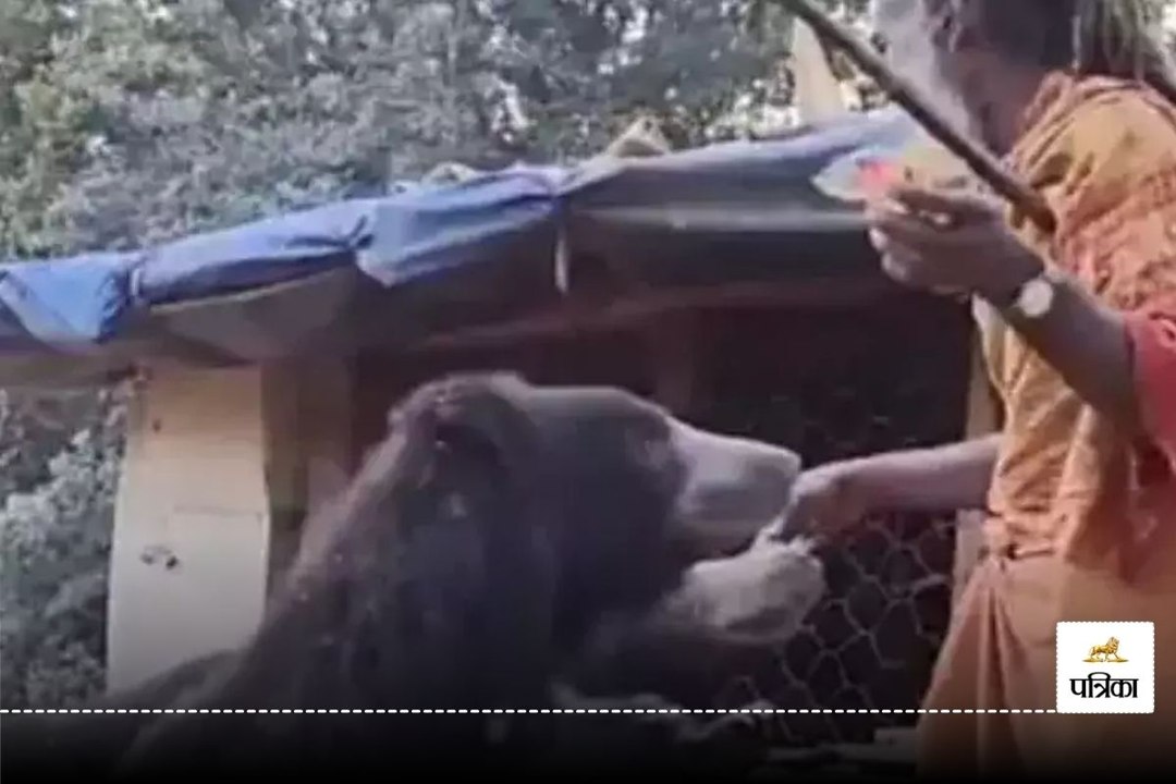 बाबा की कुटिया में प्रसाद खाने आता है भालू का परिवार