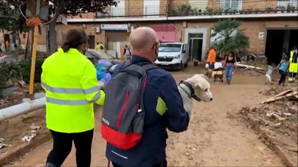 Cientos de animales afectados por la DANA de Valencia