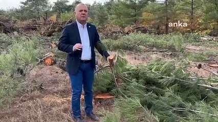 CHP'den Çanakkale'deki Cengiz Holding'in ağaç kıyımına tepki: '685 Futbol sahası büyüklüğünde katliam'