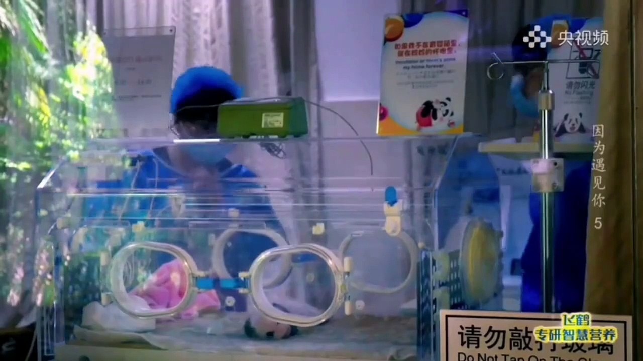 央视纪录片《因为遇见你—圆滚滚的一天》#大熊猫奇一 #熊猫 - 今日头条