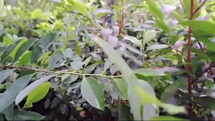 DNPA erradica 50,000 arbustos y destruye laboratorio en Pico Bonito en Atlántida