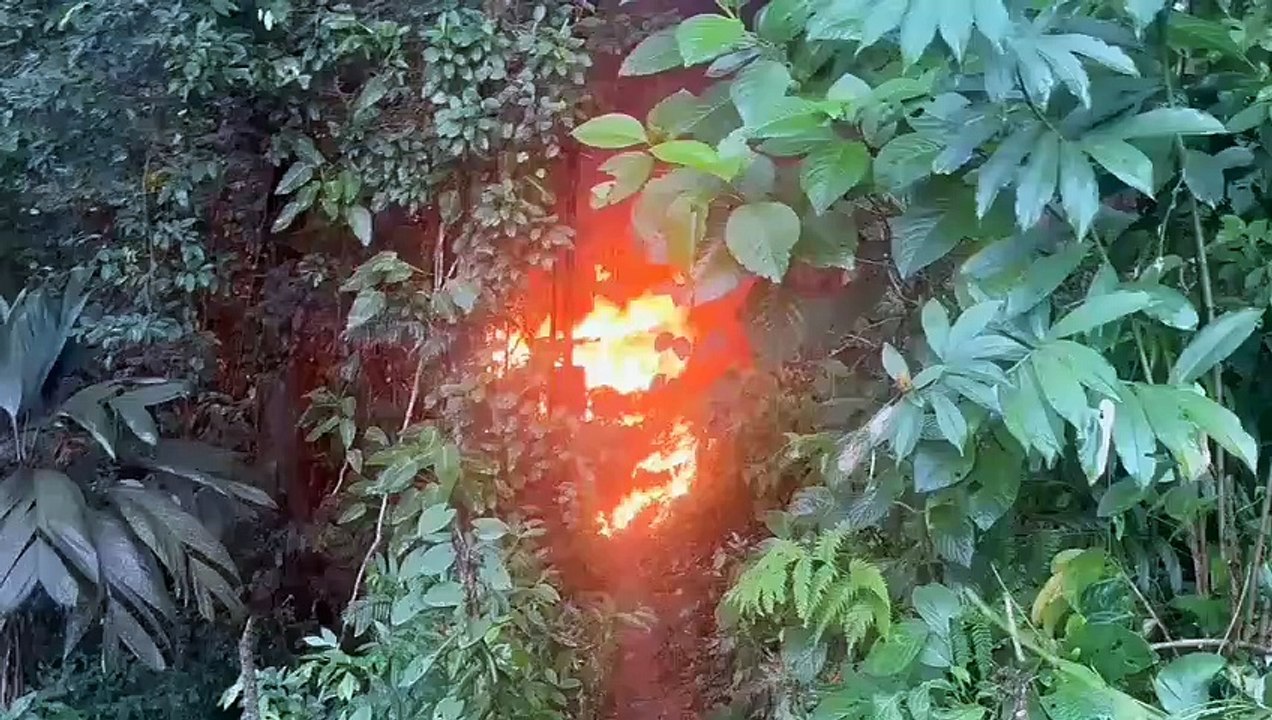 DNPA erradica 50,000 arbustos y destruye laboratorio en Pico Bonito en Atlántida