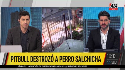 Tragedia en Villa del Parque: Pitbull mata a perro salchicha en incidente violento