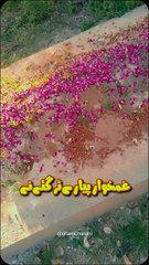 😭miss you😭#Short#Short#Islamis short #Abeerah noor