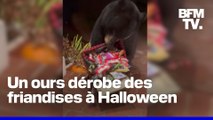 Cet ours a dérobé des friandises le soir d'Halloween