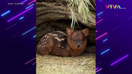 GEMAS! Pudu, Bayi Rusa Terkecil di Dunia