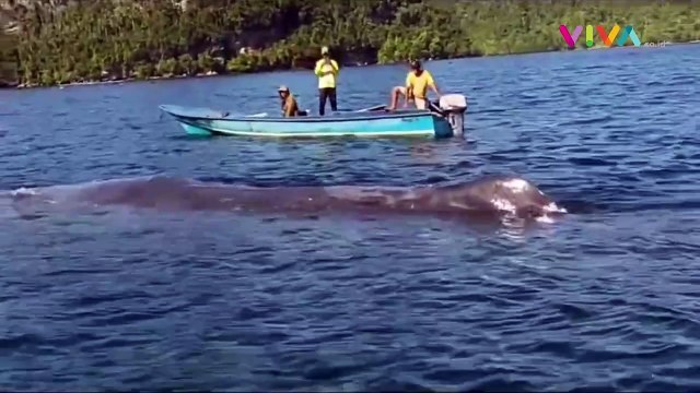 Bikin Iri! Pemuda Papua Main Air Bareng Paus Raksasa di Laut