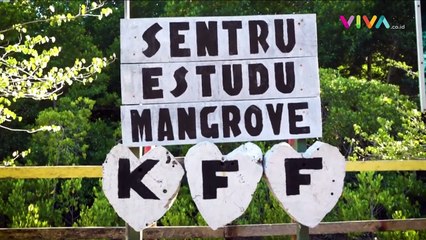 Rehabilitasi Hutan Bakau Timor-Leste Libatkan Masyarakat Lok