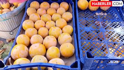 Mersin'de Cennet Meyvesi Hasadı Başladı