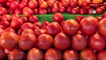 Türkiye, 10 ayda 361 milyon dolarlık domates ihraç etti