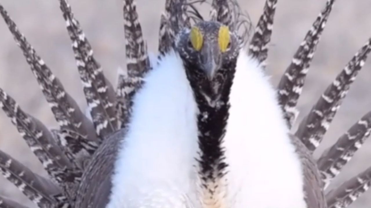 Majestic Sage-Grouse in action is no less than a jaw-dropping spectacle!
