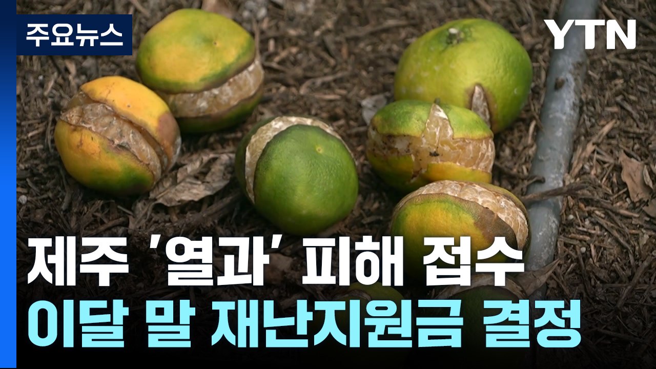 터져버린 귤껍질...제주 농가 '열과' 피해 접수 / YTN