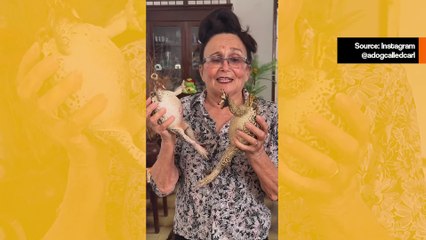 Video: tutustu brasilialaiseen naiseen, joka kasvattaa jättiläissammakoita lemmikkeinä