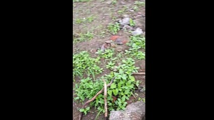 Ecstasy Sylvanscape: Nature and Modernity Harmonized