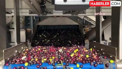 Zeytinyağı Üretiminde Artan Maliyetler ve Düşen Fiyatlar