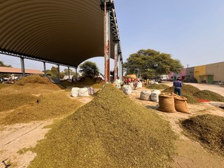 6 साल बाद बिना खेती की मेहंदी ने दिखाया अपना सुर्ख रंग