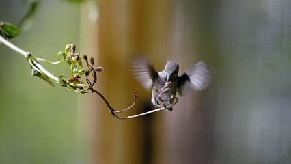 Every Little Thing - Clip