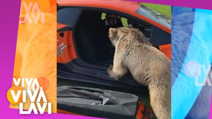 Oso destroza puerta de lujoso automóvil