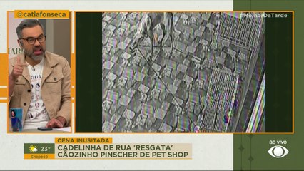 Cadelinha de rua 'resgata' cãozinho pinscher de pet shop sozinha