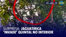 Jaguatirica aparece no quintal de moradora em Montes Claros