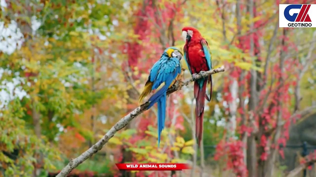 ANIMAL WONDERS1