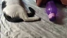 El gato pernanca le gusta mucho dormir y tambien a la gata bombay #shorts los gatitos ahi andan