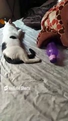 El gato pernanca le gusta mucho dormir y tambien a la gata bombay #shorts los gatitos ahi andan
