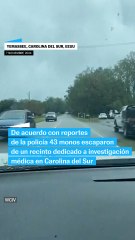 43 monos fugitivos de un laboratorio en Carolina del Sur