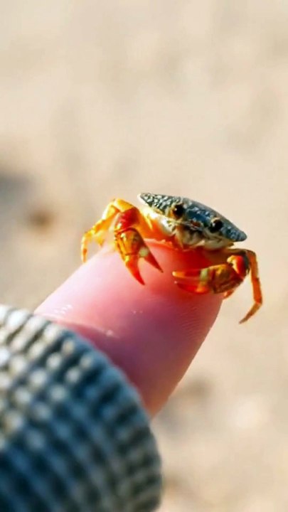 Tiny Crab!!!