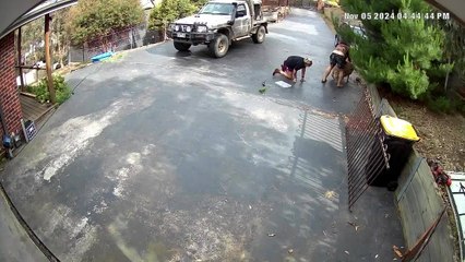 Duo Falls Down While Trying to Catch Escaping Sheep