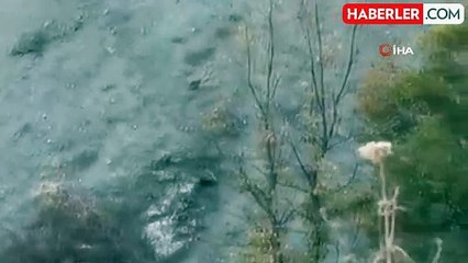 Koruma Altındaki Dağ Keçileri Harput'a Ulaştı