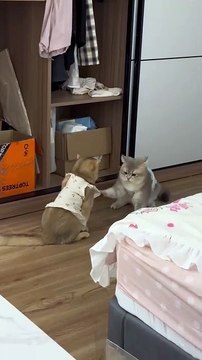 “cutecats” #funny #funnyvideo #funnyanimals #funnyshorts #cat #cutecat #funnycats