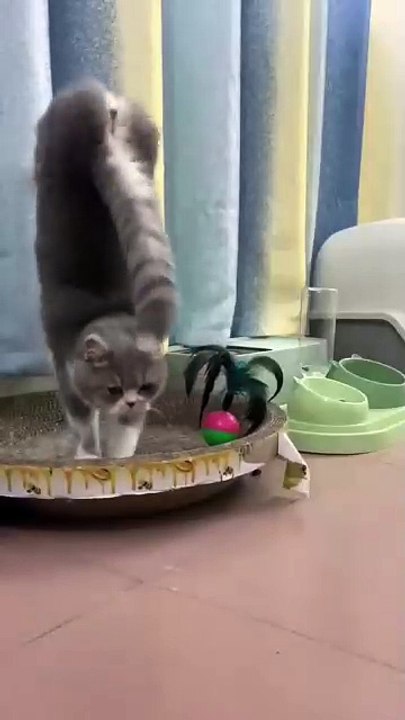 “cutecats” #funny #funnyvideo #funnyanimals #funnyshorts #cat #cutecat #funnycats