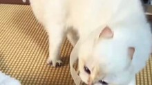 “cutecats” #funny #funnyvideo #funnyanimals #funnyshorts #cat #cutecat #funnycats